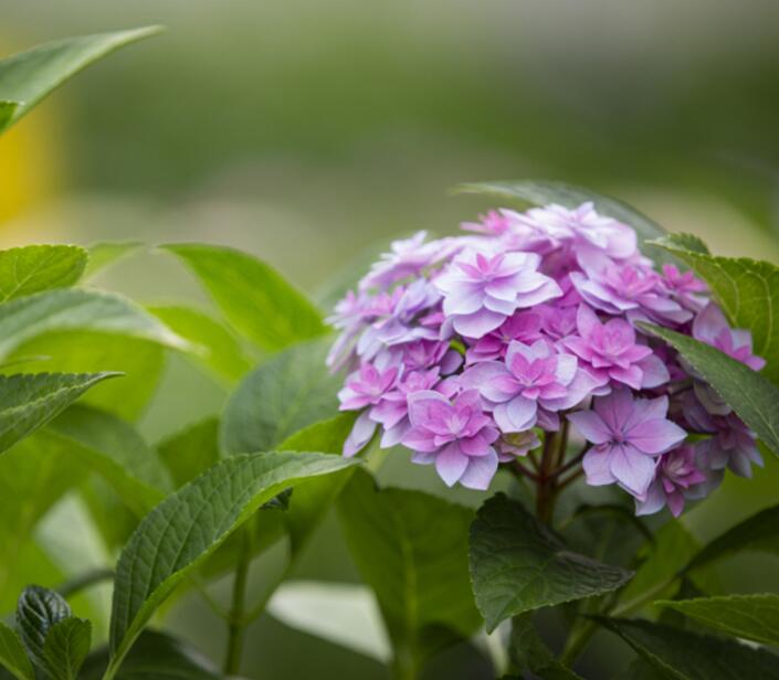 卑弥呼绣球花的优缺点