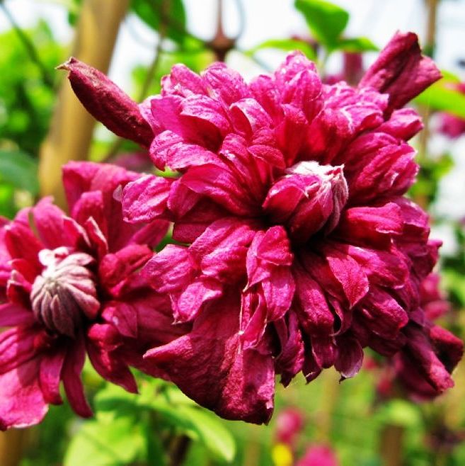 铁线莲——典雅紫 Purpurea Plena Elega 
