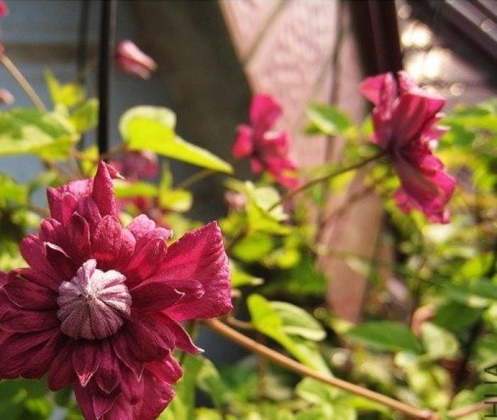 铁线莲——典雅紫 Purpurea Plena Elega 