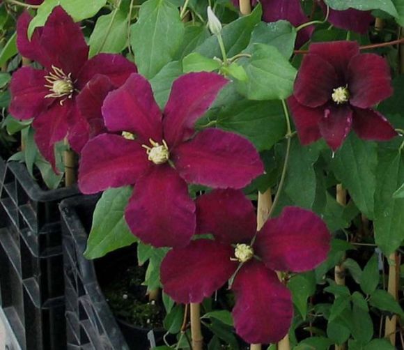 Clematis Niobe showing richer colour