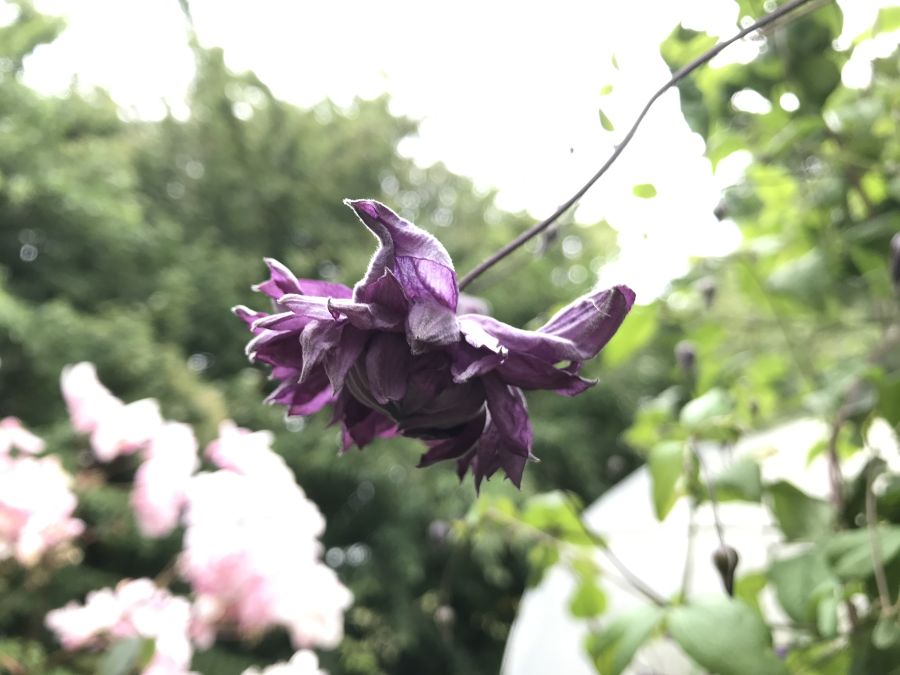 Clematis viticella 'Mary Rose' nodding flowers