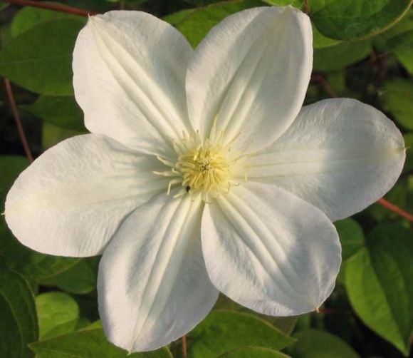 Clematis Marie Boisselot close up