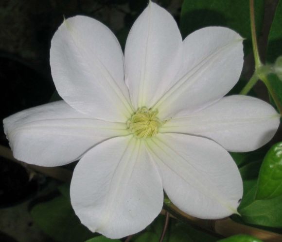 Clematis Marie Boisselot fully open