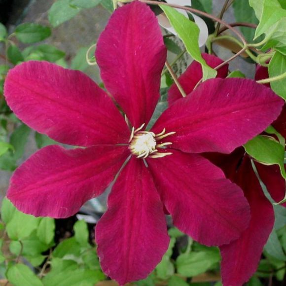 Clematis Niobe close up