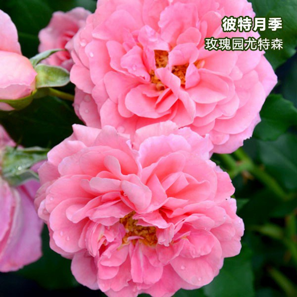 玫瑰园尤特森-藤本月季