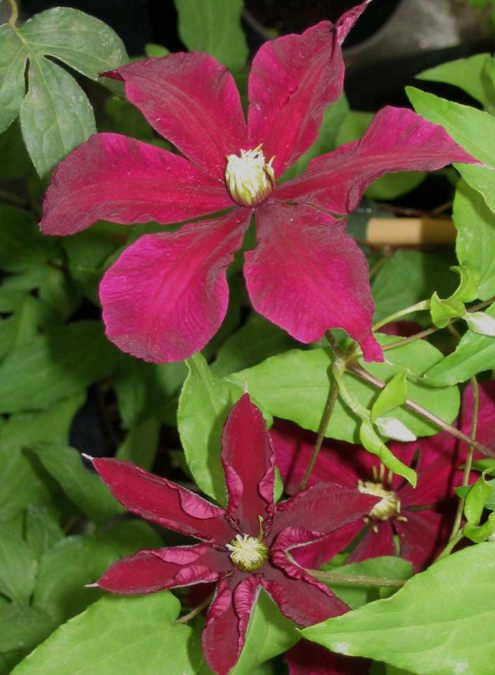 Clematis Niobe pair shot