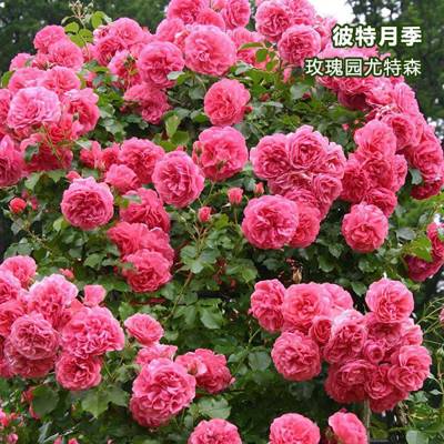 月季 玫瑰园尤特森