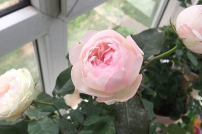 月季 草莓杏仁饼