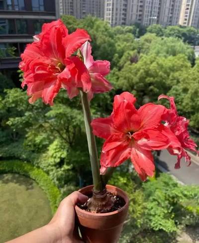 朱顶红 芭蕾舞女