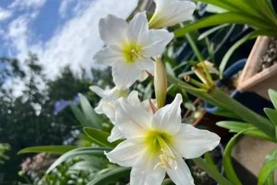 朱顶红 白色花园
