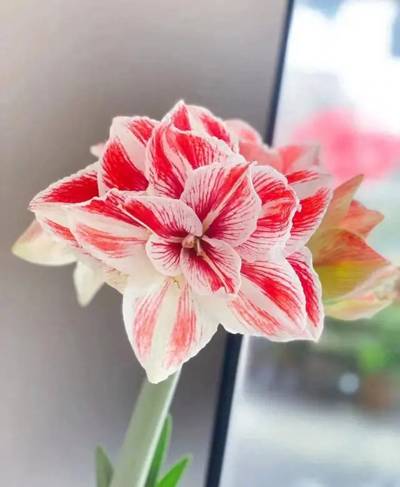 朱顶红 明亮妮芙