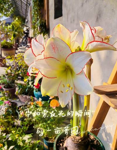 朱顶红 毕加索