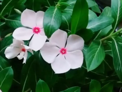 长春花 亮眼