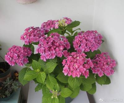 绣球 复古腔调