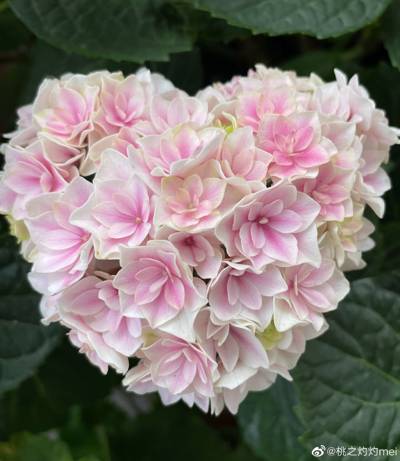 绣球 夏洛特公主