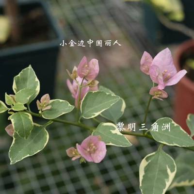 三角梅 小金边中国丽人