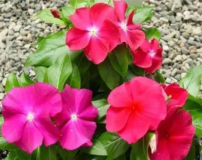 长春花 山莓红