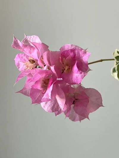 三角梅 斑叶重瓣粉