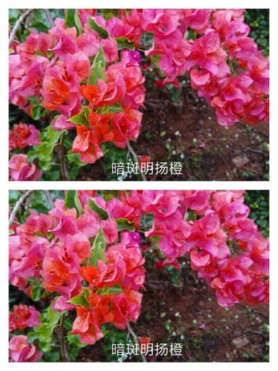 三角梅 暗斑明扬橙