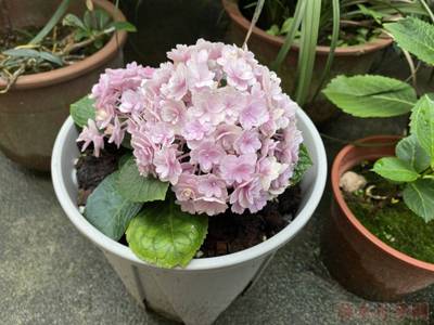 绣球 水玉