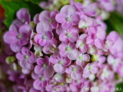 绣球 爆米花