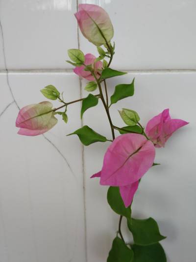 三角梅 粉雀