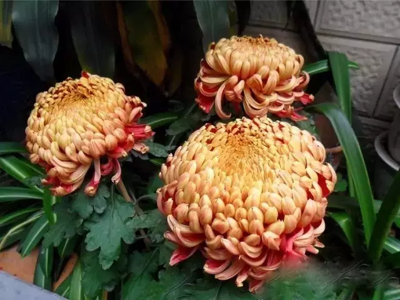 菊花 红莲