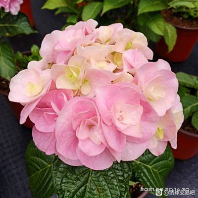 绣球 美安吉