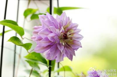 铁线莲 花太鼓