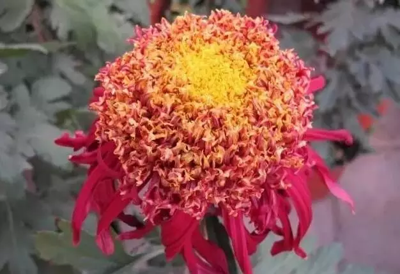 菊花 金枪托桂