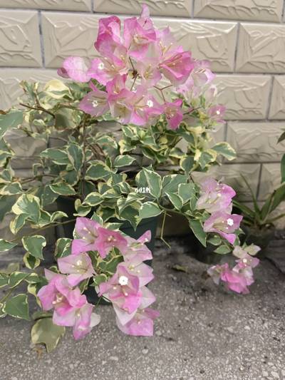 三角梅 金边樱花