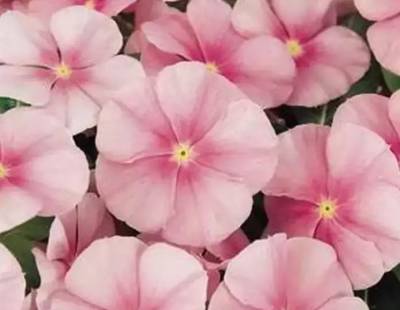 长春花 阳伞